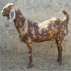 Sirohi Goat