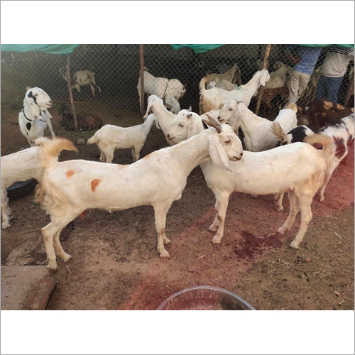 Sojat Goat