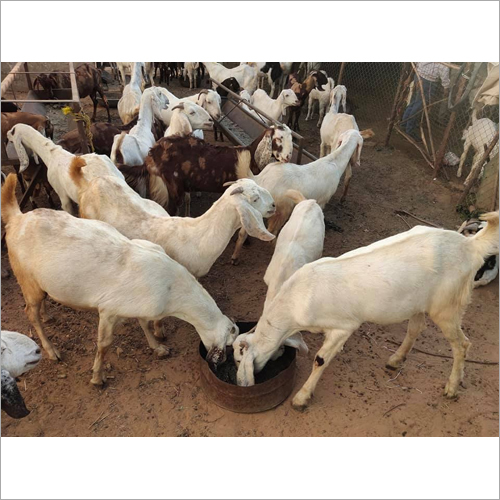 Sojat Goat