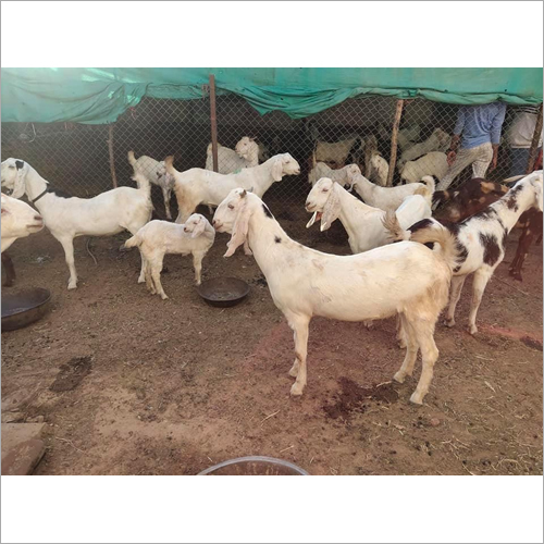 Sojat Goat