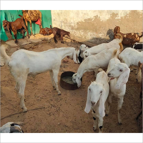 Sojat Goat