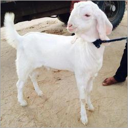 Sojat Goat
