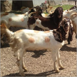 Totapari Goat