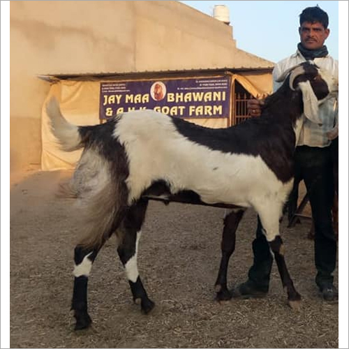 Totapari Goat