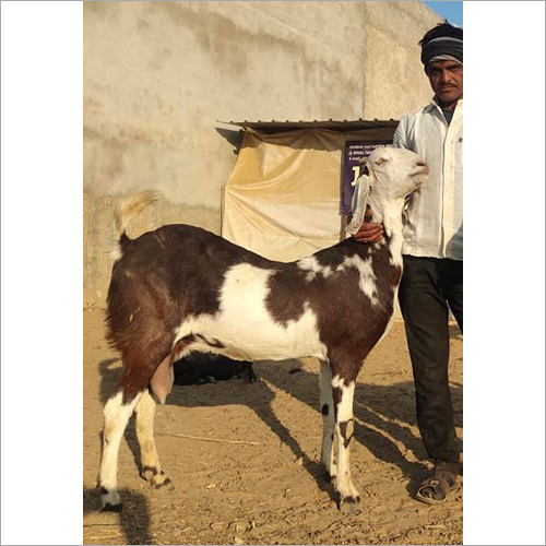 Totapari Goat