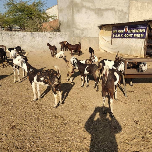 Totapari Goat