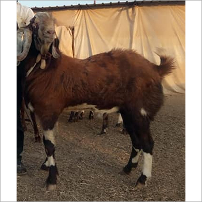 Ajmeri Goat