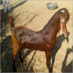 Ajmeri Goat