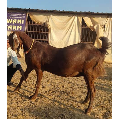 Ajmeri Goat