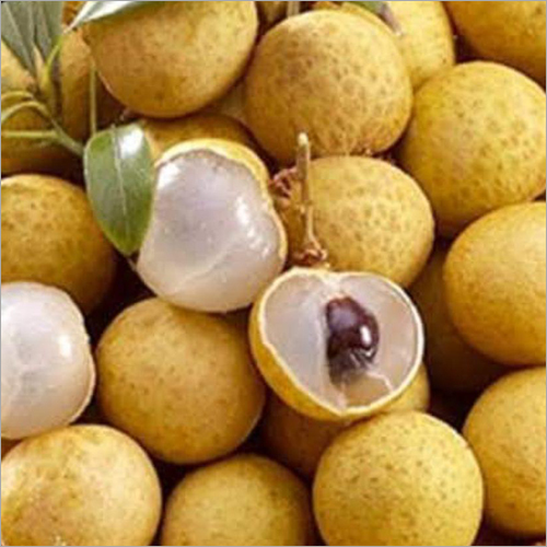 Thai Laongan Fruit Plant - Yellow Lychee Variety | Laongan Breed with Vibrant Yellow Foliage for Ornamental or Edible Use