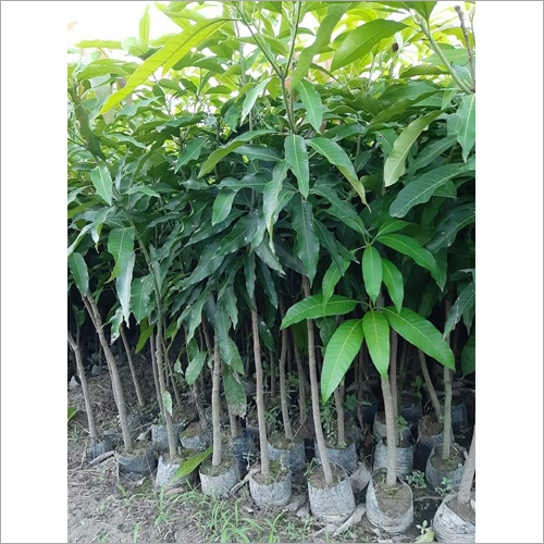 Amrapali Mango Plant - Himsagar Variety , Green Color - High Yielding Fruit Plant With Dried Leaves for Medicinal Uses
