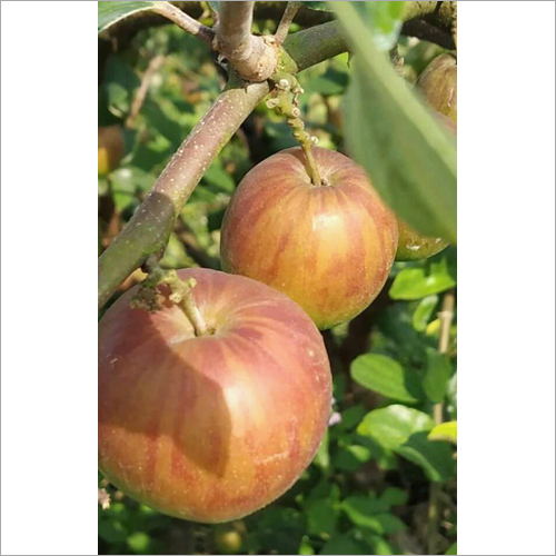 Kashmiri Apple Ber Plant - Size 10x10 Feet, Red Color , Juicy Fruits with Annual Harvest, Well Watered for Optimal Growth 
