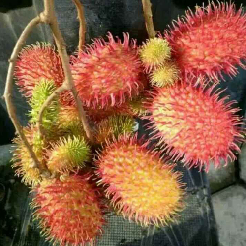 Rambutan Lychee Fruit Plant - Rambutan Breed, Red Color | Lychee Plant Variety for Tropical Garden Enthusiasts