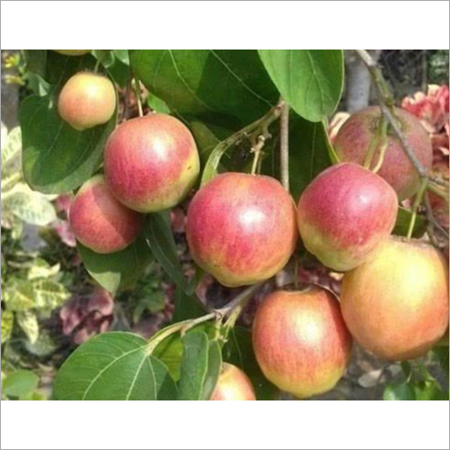 Seedless Apple Ber Plant - Fast-Growing Red Fruit Plant, Produces Up to 40 Kg Annually, Harvest Twice a Year, Sweet Flavor, Low Maintenance