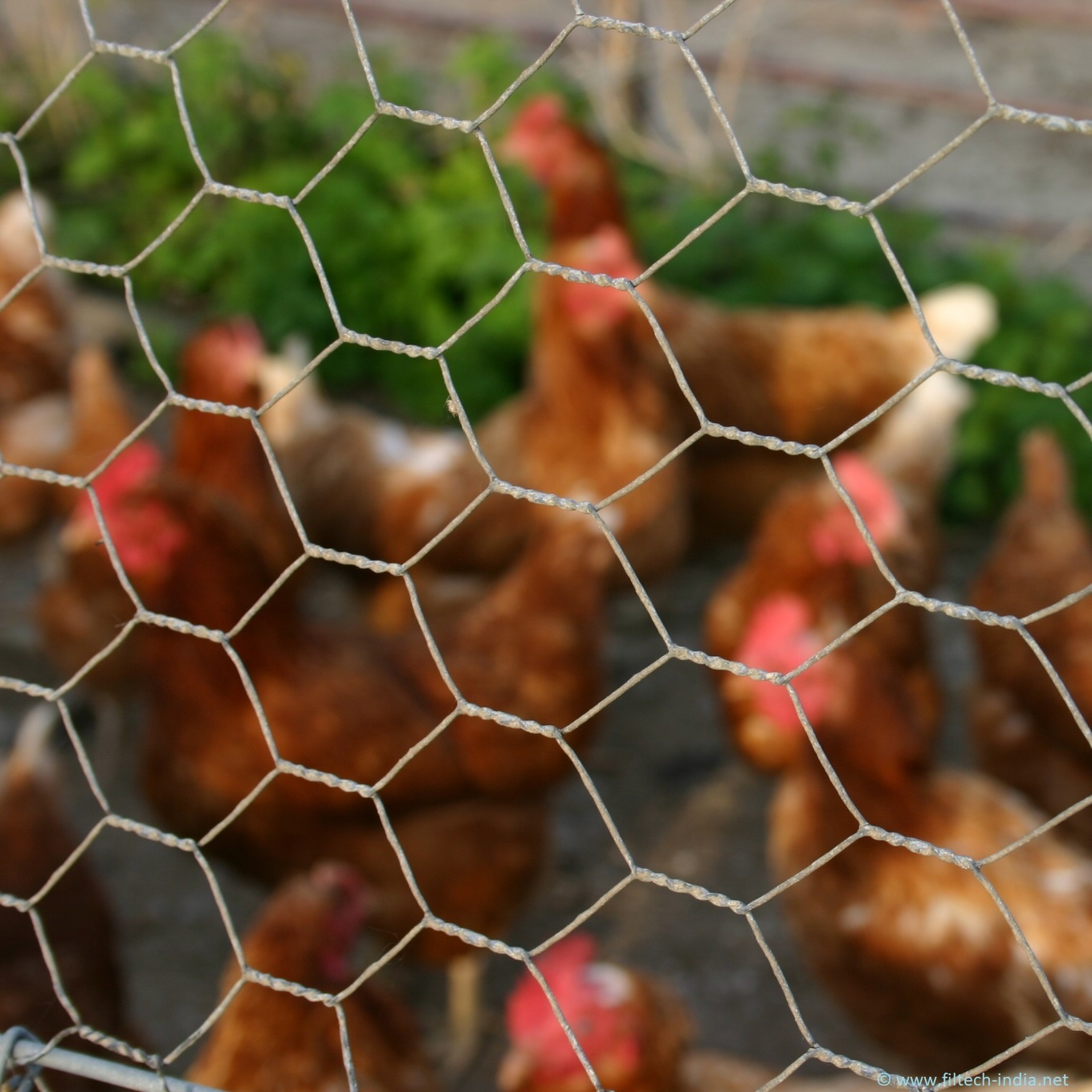 Silver Hexagonal Chicken Mesh