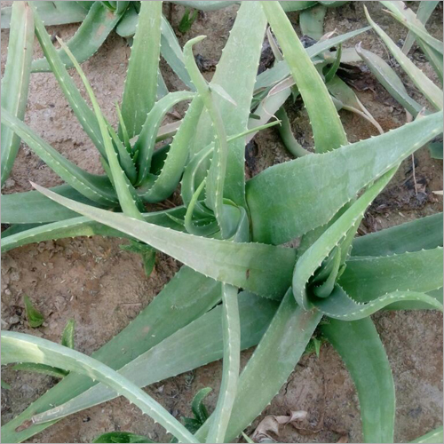 Aloe Vera Leaf