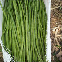 ताजा सहजन