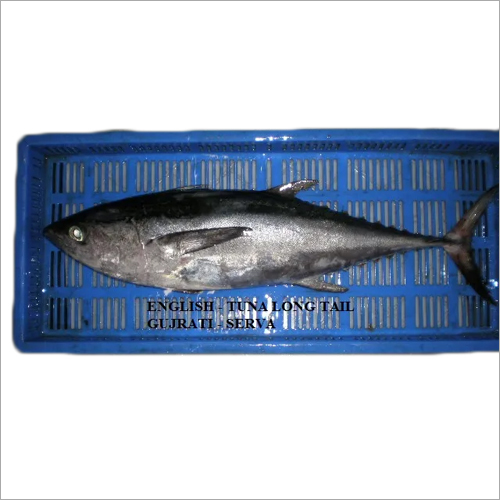 लॉन्ग टेल टूना फिश