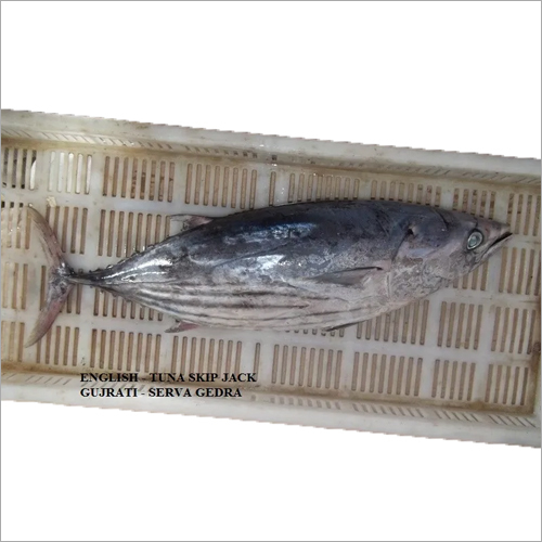 Skipjack Tuna Fish