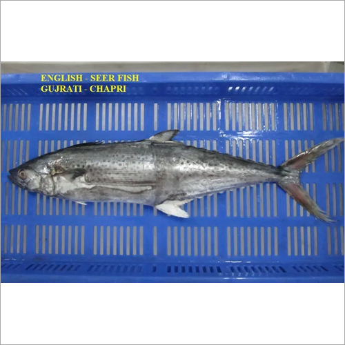 Spotted Seer Fish