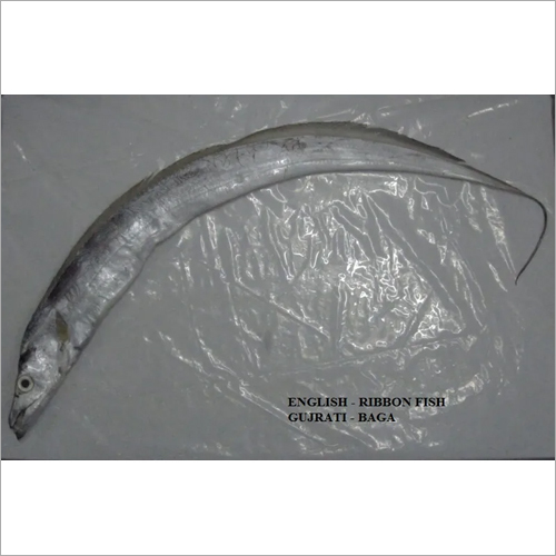 रिबन फिश