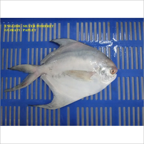 सिल्वर पॉम्फ्रेट फिश