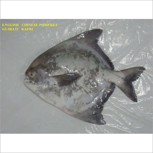 चाइनीज पोम्फ्रेट फिश