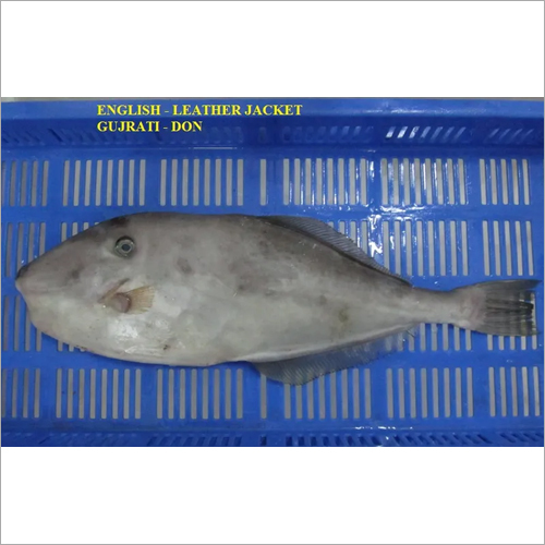 लेदर जैकेट फिश