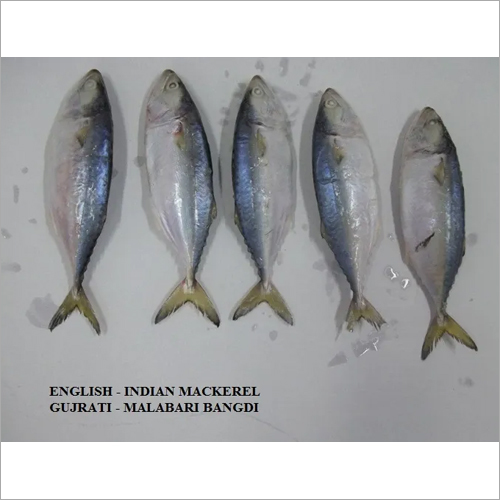 Indian Mackerel Fish