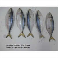  भारतीय मैकेरल मछली
