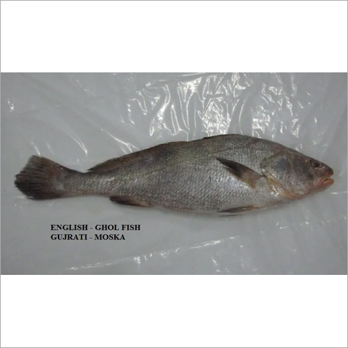 Ghol Fish