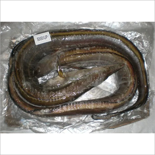 Black Eel Fish