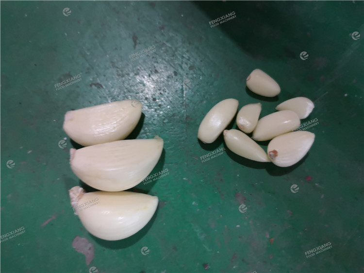 Fx-139 Garlic Breaking Machine Garlic Cloves Bulk  Separating Machine Capacity: 100-500 Kg/hr