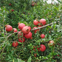 ऑर्गेनिक फ्रेश रेड अनार