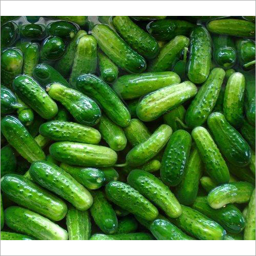 Fresh Cucumber - Organic, Natural Shape, High Water Content (96%), Low-Calorie, Fresh Style | Ideal for Culinary Uses