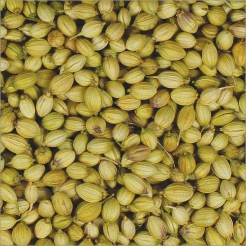 Coriander Seeds - Grade A, Storage: Keep In A Dry Place | Aromatic Culinary Ingredient, Supports Digestive System, Versatile Use In Various Dishes
