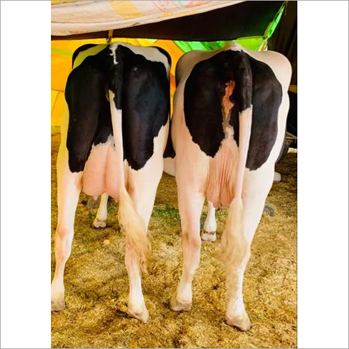 Dairy Farm Hf Cow