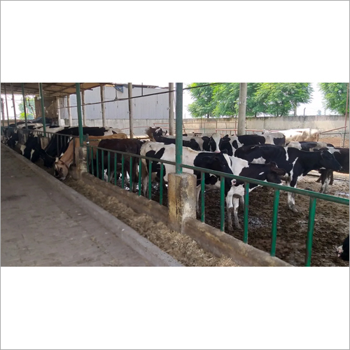 Dairy Farm Hf Cow