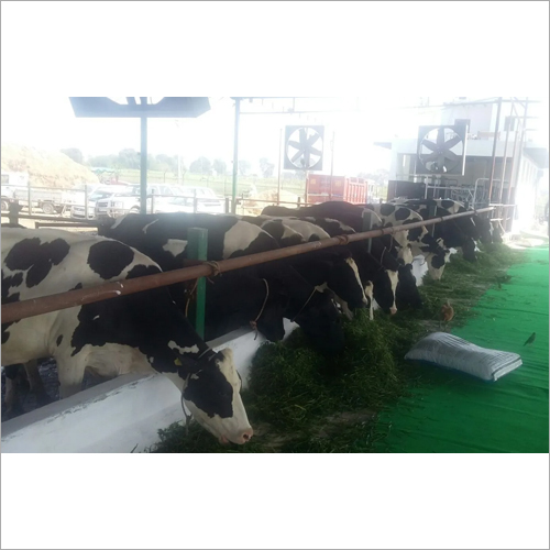 Dairy Farm Hf Cow