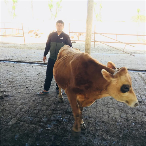 Pure Jersey Cow - Age 2-5 Years, Brown Color, 600 Kg Weight | High Butterfat Milk Production, Excellent Grazing Ability, High Fertility