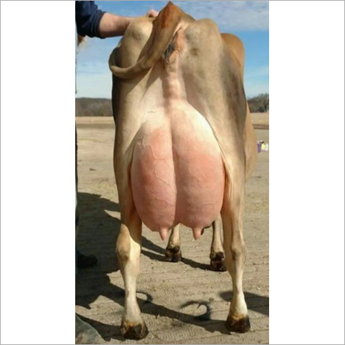 Pure Jersey Cow - Age 2-5 Years, Brown Color, 600 Kg Weight | High Butterfat Milk Production, Excellent Grazing Ability, High Fertility