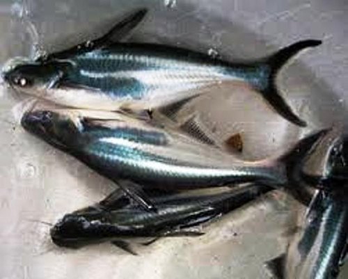 Pangasius Fish Feed