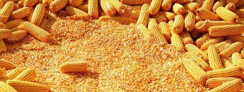 Yellow Corn Or Maize