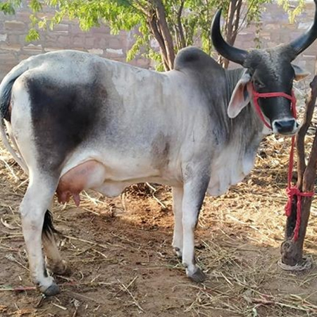 Dairy Kankrej cow