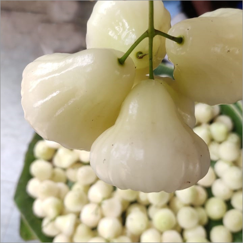 White Water Apple Plant