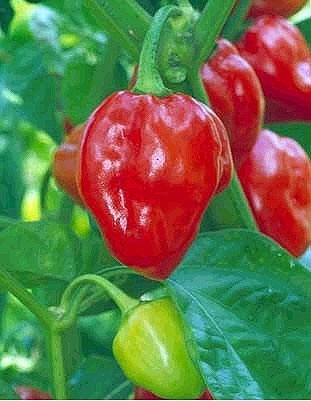 शिमला मिर्च