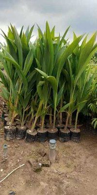  थाई नारियल का पौधा
