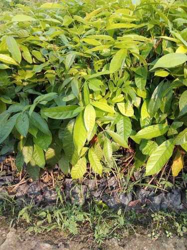 महागुन प्लांट