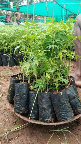 Malabar Neem Plant - Polybag, 6 Inch Pot Size, 1-2 Feet Height | Easy to Grow, Fast Growth, Pest Resistant, Sustainable