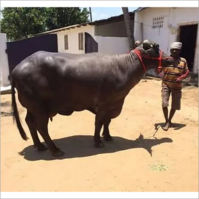 Murrah Buffalo - Adult Female, Black Color | High Milk Production, Nutritionally Fed, Parasite Resistant, Vaccinated For Optimal Health